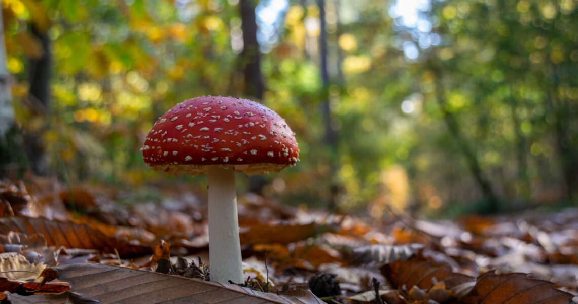 Do mushroom supplements affect hormones?